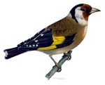 European goldfinch (Carduelis carduelis)