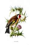 European goldfinch (Carduelis carduelis)