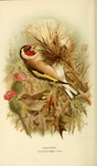 European goldfinch (Carduelis carduelis)