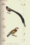 long-tailed widowbird (Euplectes progne), European goldfinch (Carduelis carduelis)