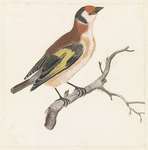 European goldfinch (Carduelis carduelis)