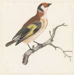 European goldfinch (Carduelis carduelis)