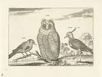 European goldfinch (Carduelis carduelis), Eurasian eagle-owl (Bubo bubo), northern lapwing (Vane...