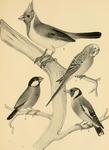 ...red-crested cardinal (Paroaria coronata), budgerigar (Melopsittacus undulatus), Java sparrow (Lo