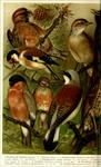...(Carduelis carduelis), common linnet (Linaria cannabina), Eurasian bullfinch (Pyrrhula pyrrhula)