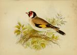 European goldfinch (Carduelis carduelis)