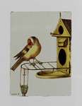 European goldfinch (Carduelis carduelis)