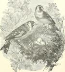 European goldfinch (Carduelis carduelis)