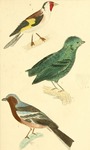 ...European goldfinch (Carduelis carduelis), green broadbill (Calyptomena viridis), brambling (Frin