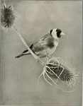 European goldfinch (Carduelis carduelis)