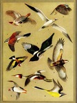 ...(Morus bassanus), common whitethroat (Sylvia communis), red-backed shrike (Lanius collurio), com...
