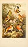 ...(Chloris chloris), hawfinch (Coccothraustes coccothraustes), European goldfinch (Carduelis cardu