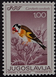 European goldfinch (Carduelis carduelis)