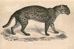 fishing cat (Prionailurus viverrinus)