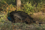 green peafowl (Pavo muticus)