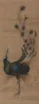 green peafowl (Pavo muticus)
