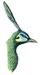 green peafowl (Pavo muticus)
