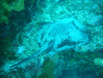 short-tail stingray, smooth stingray (Dasyatis brevicaudata)