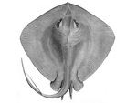 short-tail stingray, smooth stingray (Dasyatis brevicaudata)