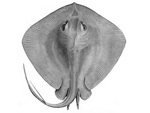 short-tail stingray, smooth stingray (Dasyatis brevicaudata)