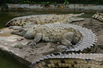 Orinoco crocodile (Crocodylus intermedius)