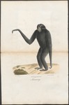 siamang (Symphalangus syndactylus)