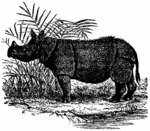 Javan rhinoceros (Rhinoceros sondaicus)