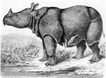 Javan rhinoceros (Rhinoceros sondaicus)