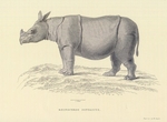 Javan rhinoceros (Rhinoceros sondaicus)