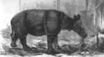 Javan rhinoceros (Rhinoceros sondaicus)