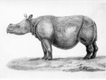 Javan rhinoceros (Rhinoceros sondaicus)