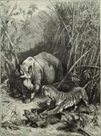 Javan tiger (Panthera tigris sondaica), Javan rhinoceros (Rhinoceros sondaicus)