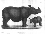 Javan rhinoceros (Rhinoceros sondaicus)