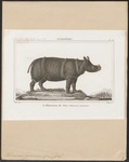 Javan rhinoceros (Rhinoceros sondaicus)