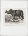 Javan rhinoceros (Rhinoceros sondaicus)