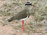 crowned lapwing, crowned plover (Vanellus coronatus)