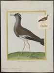 crowned lapwing, crowned plover (Vanellus coronatus)