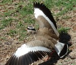 crowned lapwing, crowned plover (Vanellus coronatus)