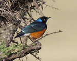 superb starling (Lamprotornis superbus)