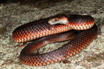 lowland copperhead (Austrelaps superbus)