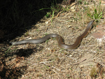 lowland copperhead (Austrelaps superbus)