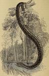 green anaconda (Eunectes murinus)