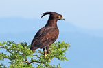 long-crested eagle (Lophaetus occipitalis)