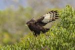 long-crested eagle (Lophaetus occipitalis)