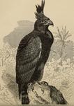 long-crested eagle (Lophaetus occipitalis)