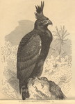 long-crested eagle (Lophaetus occipitalis)