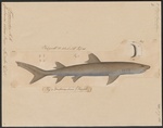 whitetip reef shark (Triaenodon obesus)