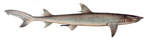 whitetip reef shark (Triaenodon obesus)