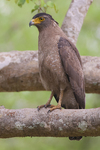 crested serpent eagle (Spilornis cheela)