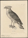 crested serpent eagle (Spilornis cheela)